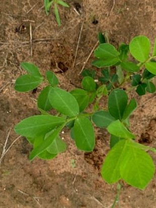 One of my peanut plants. They are doing well, the Tennessee Reds, that is. The Virginia Jumbos never came up.