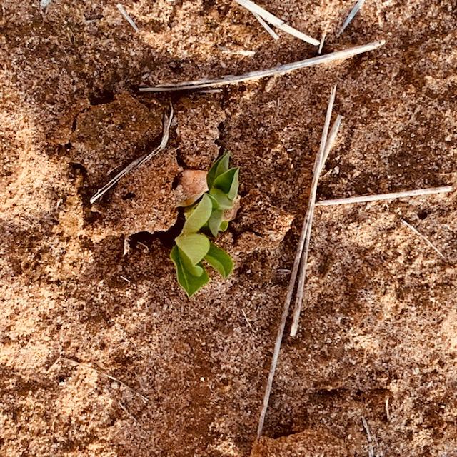 I now have four peanut plants that have started to come up. The soil got down to 44° overnight so there are no new ones today, April 17, 2023. I now have four peanut plants that have started to come up. The soil got down to 44° overnight so there are no new ones today, April 17, 2023.