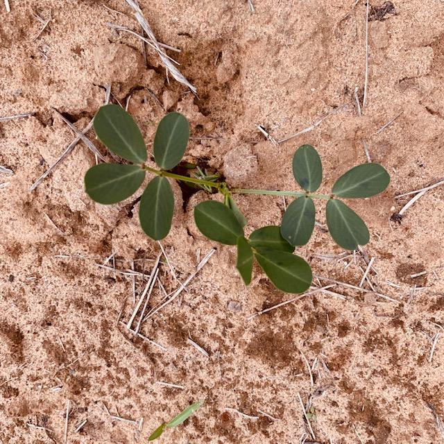 This new peanut plant started out as two leaves and now it is spreading.