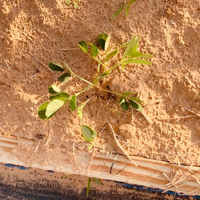 A Tennessee Red peanut plant on April 30, 2023.