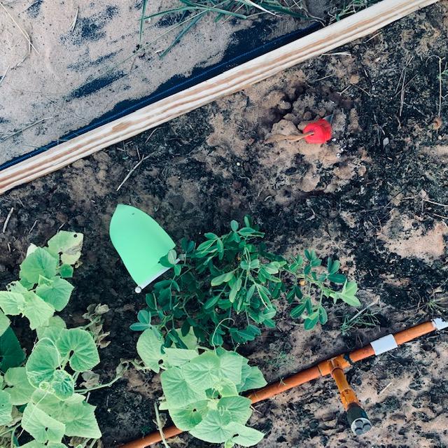 I took this photo this morning of the only peanut plant I have left.