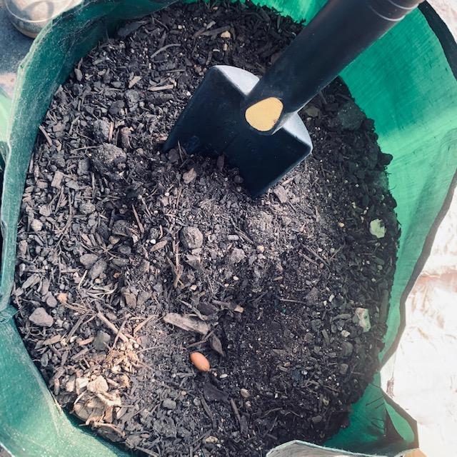 Here, you can see one peanut at the bottom of the photo. I planted four in each of my pots.