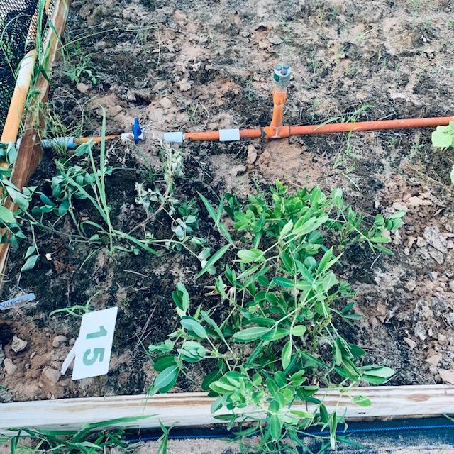 The plant on the left has been dug up and replanted, not by me. The one on the right is all that is left of the Tennessee Reds.