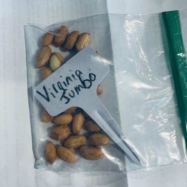 The Virginia Jumbo peanut seeds were in the shell so I had to remove them first.
