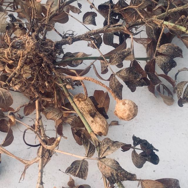 A closeup of 1.5 peanuts on my harvest plant. I just don't understand.