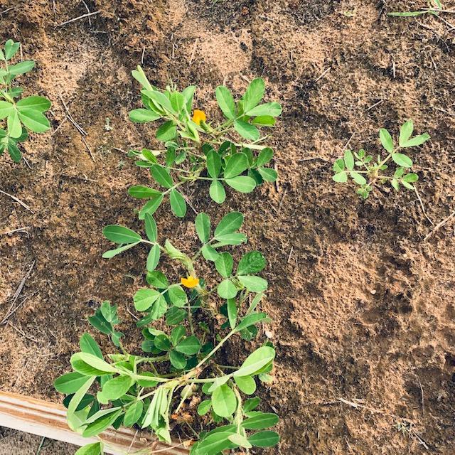 Several of the Tennessee Red peanut plants now have yellow flowers.