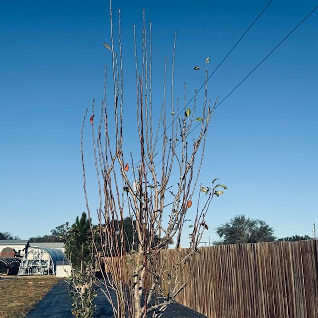 Our pear trees have been trimmed.
