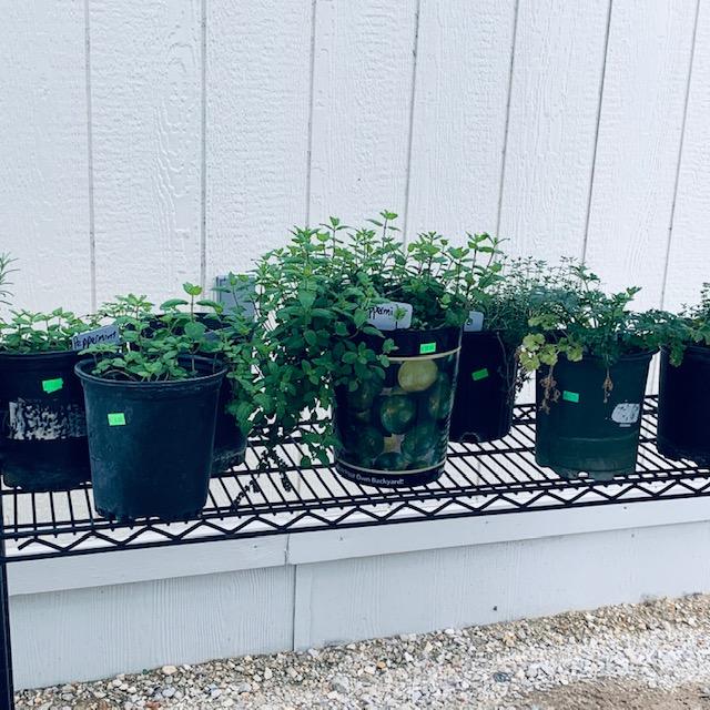 Some of the peppermint plants grown in the Grow Tower in our Farm Store. They did really well after being transplanted.
