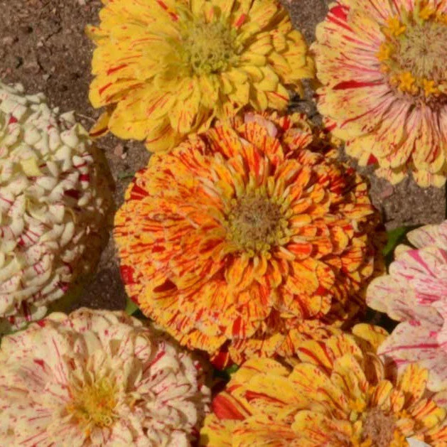 Our new peppermint stick zinnias look so pretty.