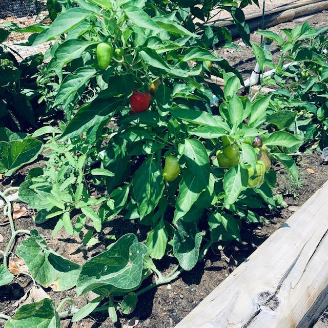 Peppers are growing in this bed but so are the weeds. The weeds keep your plants from getting water and nutrients they need to make food for you. Weed your garden!