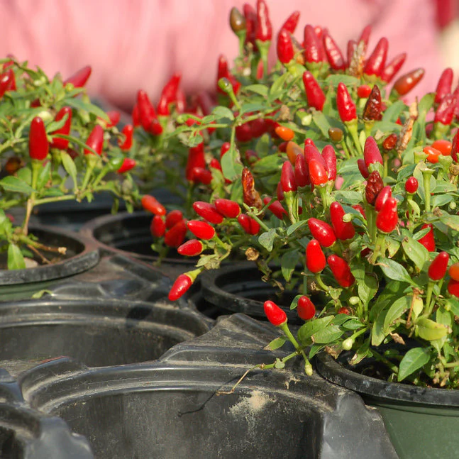 These chile pequin plants are self sowing annuals. We sell the seeds.