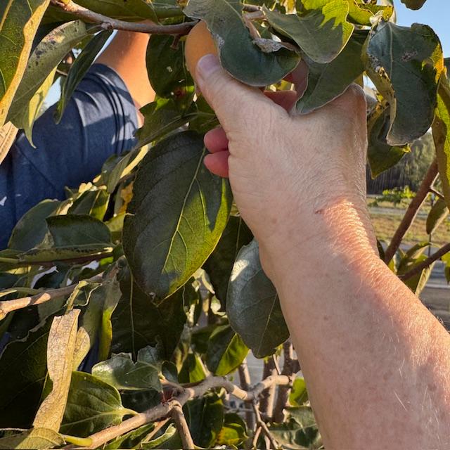 We didn't even know any persimmons were ready but we had them on 4 different trees.