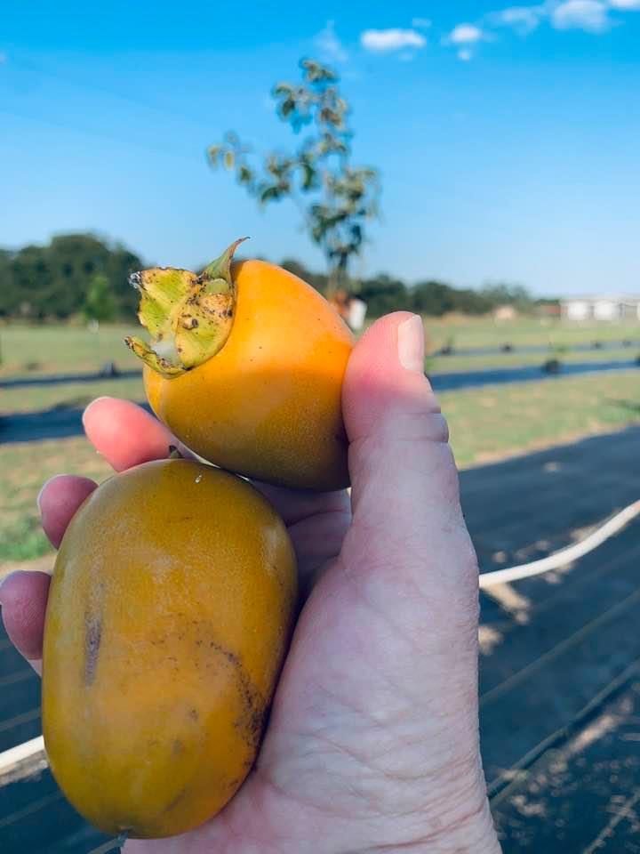 I picked our first 2 persimmons off of the only tree that had them and soon they will be ripe. Then I will see about the weather in the seeds!