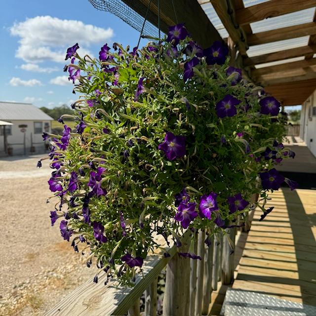 This purple petunia plant looked so pretty this morning and our first customer of the day bought it! This purple petunia plant looked so pretty this morning and our first customer of the day bought it!