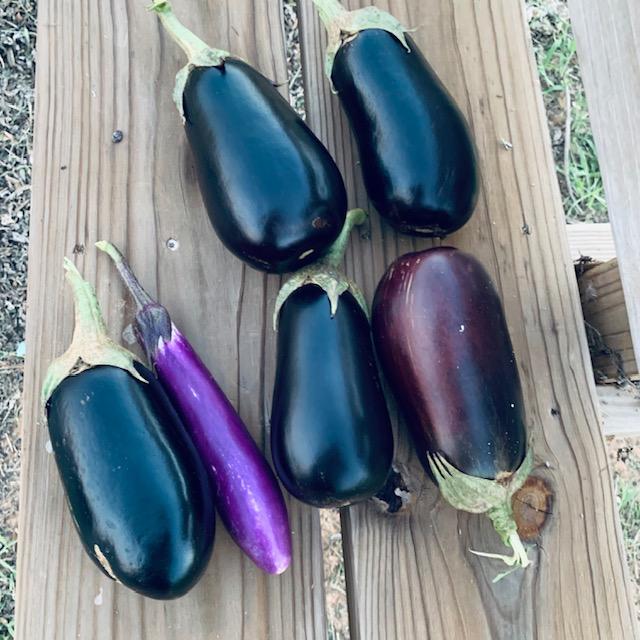 The thin eggplant is an Asian one, not used in this recipe. This is the Black Beauty eggplant from our garden.