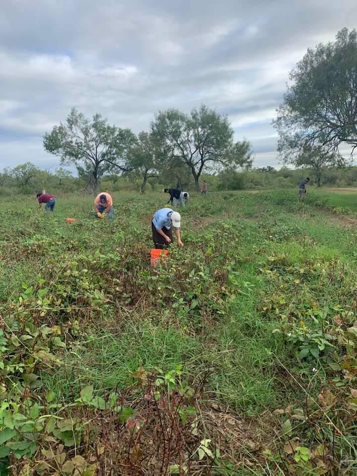 Our team visited a local farm to pick Pink Eye Purple Hull Southern Peas.