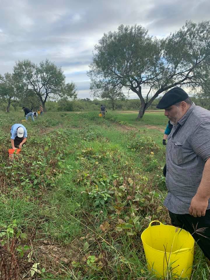 Our manager, Jay, picking pink eye purple hull beans.