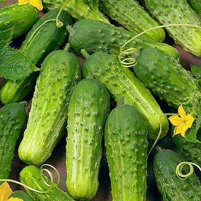 Grow cucumbers for pickles. These are the Boston pickling cucumbers. Grow cucumbers for pickles. These are the Boston pickling cucumbers.