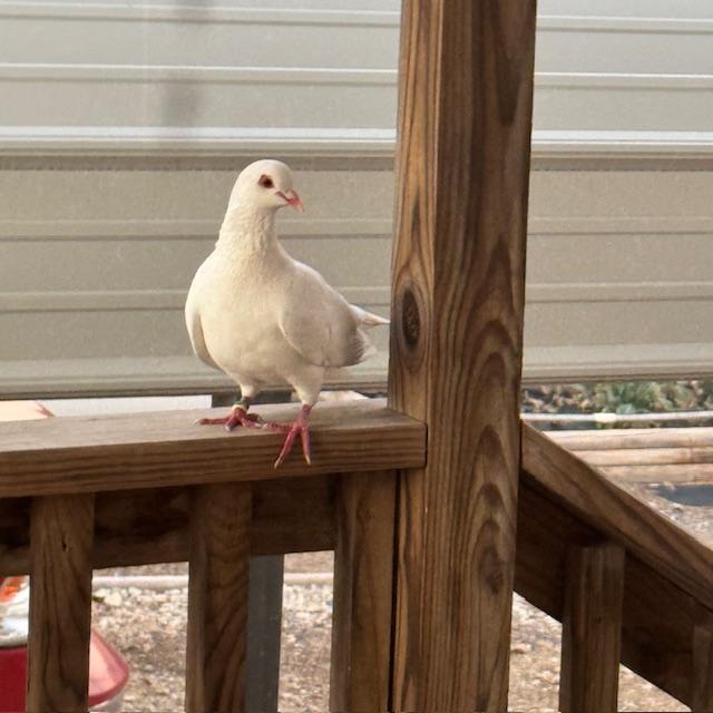 This is a beautiful pigeon. I did not know anyone around here had pigeons. The little dude will not leave our porch rail.