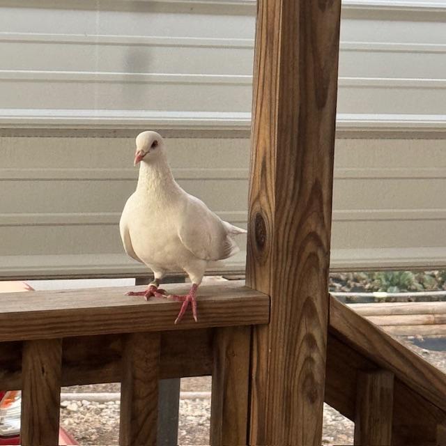 He changes position, even stands on just one leg for a while but he will not go.