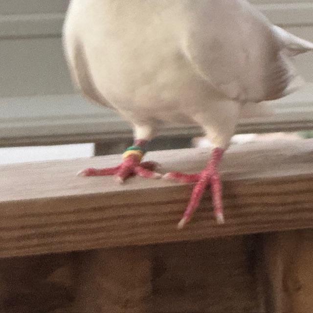 There is no note, but he won't go away. We have never seen him before.