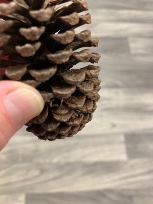 pinecone pinecone