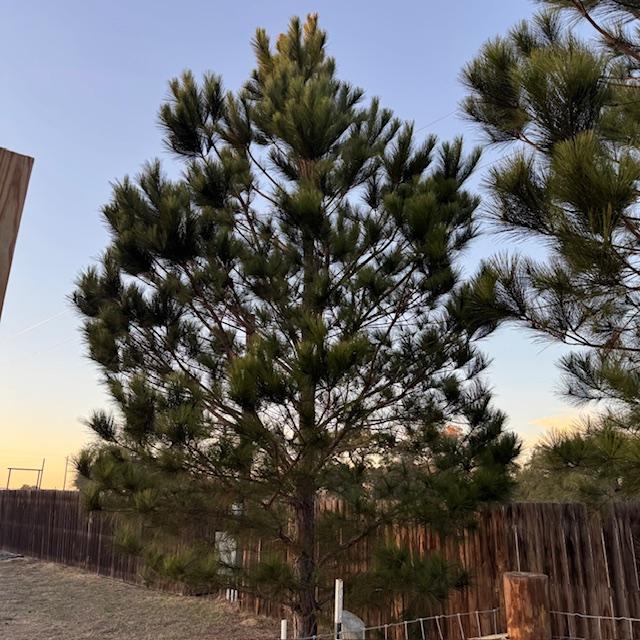 This is one of 4 beautiful pines we planted here back in 2019. We put them right by the goat pen although they were there before the goat pen was even thought of.