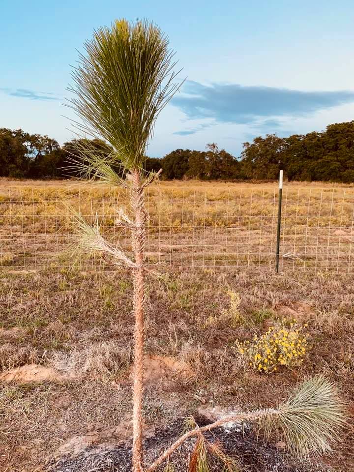 Our once lovely pine tree stripped of most of its needles by cutter ants. We have tried several poisons. Looks like peroxide is the winner.
