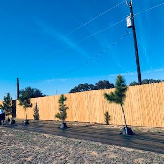 These are our four pine trees. All of the rest of the trees are oak trees or fruit or nut trees.