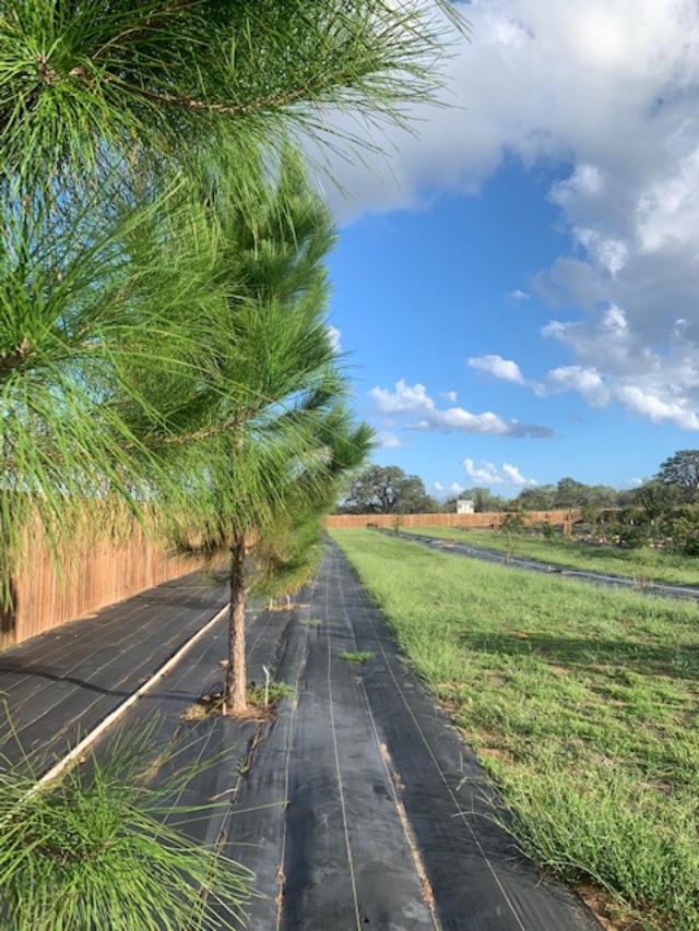 Our orchard includes 4 pine trees that we put in 4 years ago. I wish we had put in more.