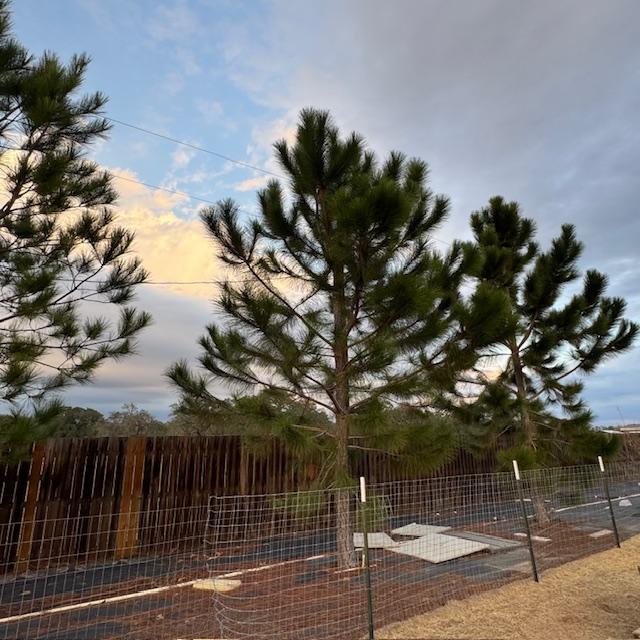 Some of our pine trees by the goat pen. The goats love to eat pine needles as a snack.
