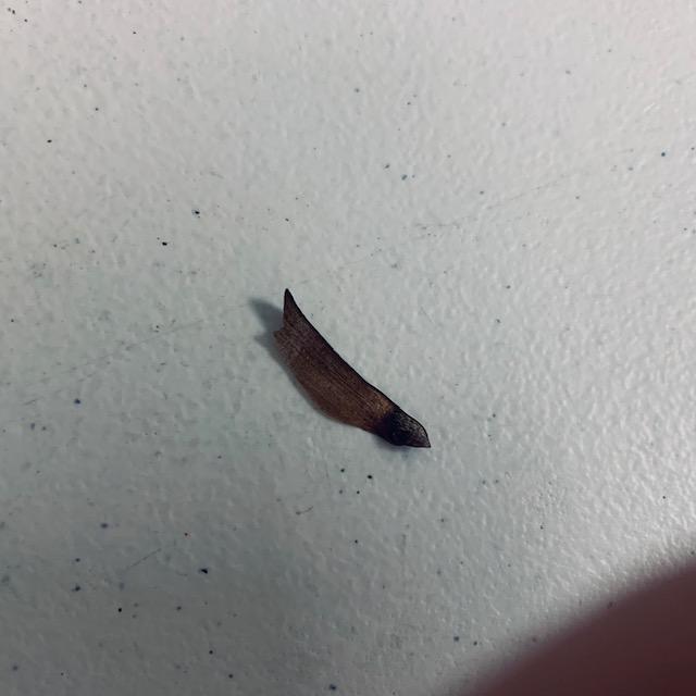 This is a seed from the pinecone with a wing attached to fly on the wind.