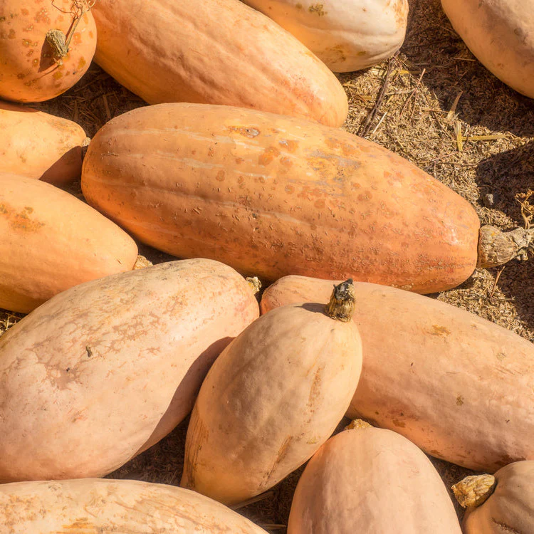 Grow winter squash like this Pink Banana Jumbo-it is huge and it tastes good! I have grown it.