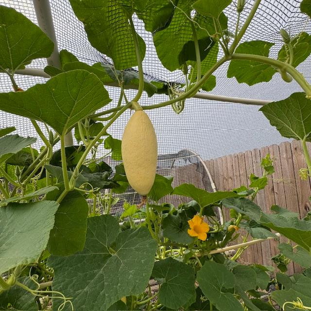 Pink Banana Jumbo squash hanging down.