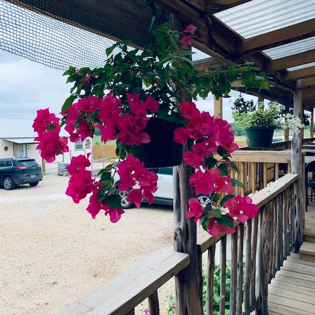 This is a fast growing and gorgeous pink bougainvillea plant on our farm store porch. No, it is not for sale. They are for decoration only. This is a fast growing and gorgeous pink bougainvillea plant on our farm store porch. No, it is not for sale. They are for decoration only.