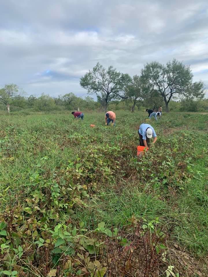 Our team visited a local farm to pick Pink Eye Purple Hull Southern Peas.