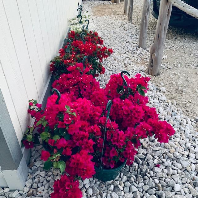 Some of the hanging bouganvillea plants we bought today to decorate the campus.
