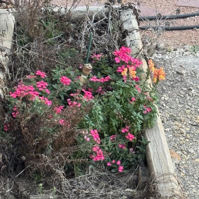 Pretty pink flowers, snapdragons, & dead plants from fall are still in my garden beds...