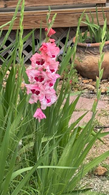Matt and David planted gladiola bulbs a few months ago. The stalks have finally flowered. Aren't they beautiful?