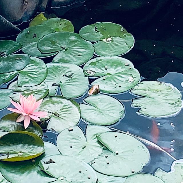 This lovely pink lily opens each day in our fish pond. You can see some of the fish food on the lily pads.