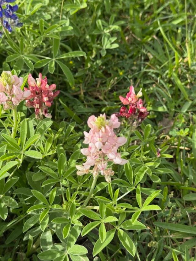 These bluebonnets in blue, pink, and maroon are on our church lawn. Aren't they so pretty?