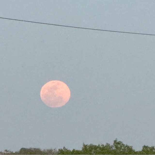 Here is the pink moon that came up this evening around 8:05pm as it has to clear trees before we can see it. It looked quite pink but the camera doesn't do it justice.