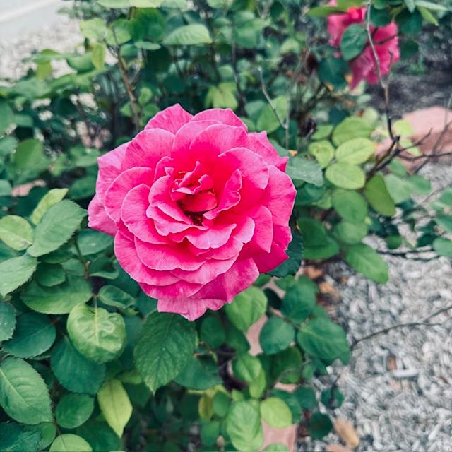 My rosebushes are already blooming.