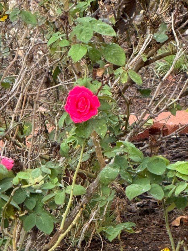 Here is our first rose of spring.