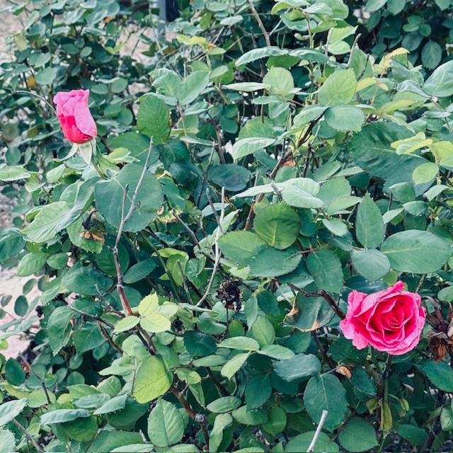 My roses are already blooming!