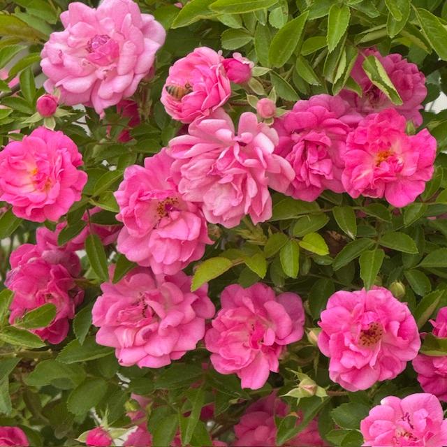 This bee is enjoying our beautiful pink roses.