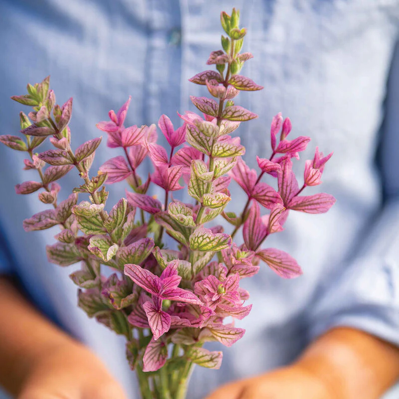 This is Pink Sunday Salvia. Isn't it pretty?