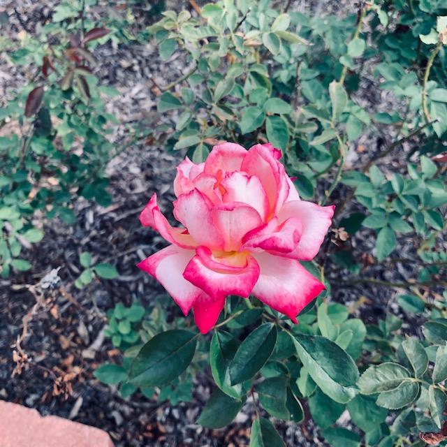 I thought the roses were done blooming but it got warm again. Isn't this pink and white one so pretty?