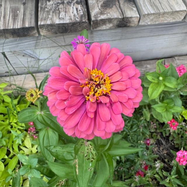 Bubblegum pink zinnia
