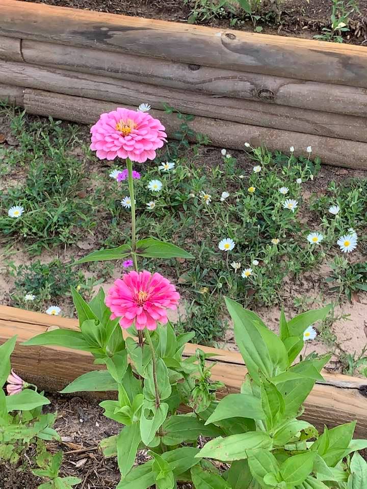 Two different shades of pink zinnias by the farm store.